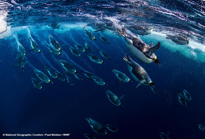 Good news Friday: the world’s largest marine reserve in the Ross Sea goes into effect today! With all of your help, WWF worked with experts, NGOs and governments to make it happen #Antarctica #SouthernOcean #ProtectAntarcticGiants #FridayFeeling pand.as/2eZ6BIi