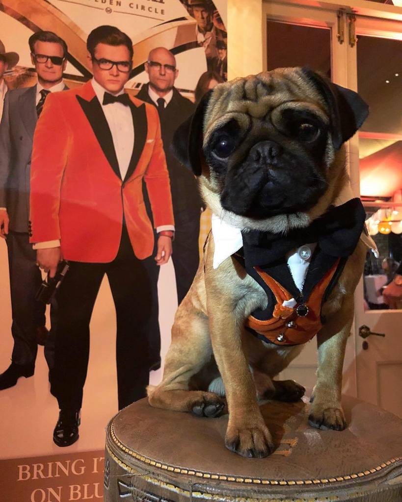 butchcassidypug's tweet photo. Suited up at the #KingsmanExperience in London with Matthew Vaughn and friends to celebrate the Blu-ray and DVD release. #kingsman #orangejacketchallenge 🥂🎥🎬 Thanks to @theverydistinguishedpugcompany for making me this smokin’ orange jacket https://t.co/PK1VfutwSQ https://t.co/ej2EcPX9Y8