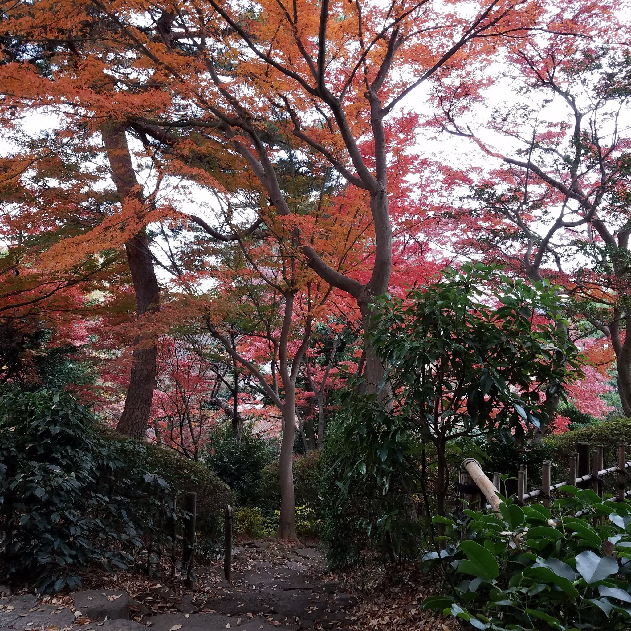 高木 仁 Cerulean303 Twitter