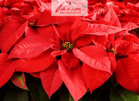 +++Was hat der Weihnachtsstern mit einem Schnupfenmittel zu tun?+++
Hier gibt es mehr Infos: pascoe.de/service/newsle…