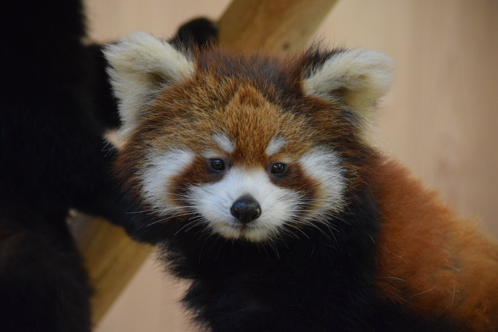 Ki めいしゃん O 5ヶ月になる 小さい石にお尻スリスリして臭い付けしてたし 可愛いながら大人顔負けの威嚇もします キラリの子なので小さいそうです レッサーパンダ 西山動物園 T Co Cnz4qbvtne Twitter