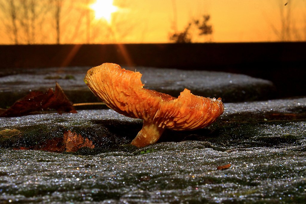 meijer1970's tweet photo. Vanmorgen genieten in Wildervank tijdens zonsopkomst met vorst https://t.co/EG5Tka2GVr
