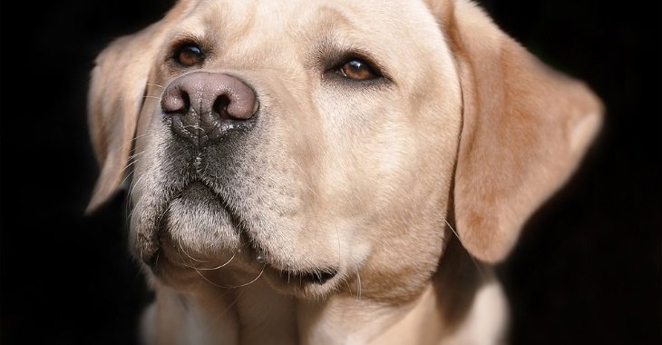 LandLoveMag's tweet photo. These are the 10 things you should make sure your dog doesn't eat this Christmas: https://t.co/G9cwYckahB https://t.co/WCoPHJo3hw