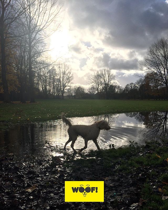 WoofServices's tweet photo. #goldendoodle in #silhouette #moodlight #fall π#autumn #nofilter π#dogwalking #dogsofinstagram #dogstagram #dogsofmanchester #woof #woofwoof #woofstuff https://t.co/MsKHBx4I27 https://t.co/sUIgzmML81