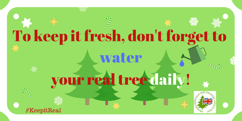 BCTGA's tweet photo. Have you watered your real #ChristmasTree today? #KeepItReal #ChristmasIsComing https://t.co/S2ZmK22PCI