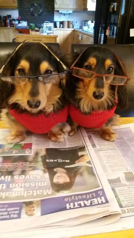 Love_Elana's tweet photo. Just #MarrowDogs - casually reading why @BelfastMarrow were recognised at the #ANSAs earlier this week. https://t.co/zHcNn7ma6T