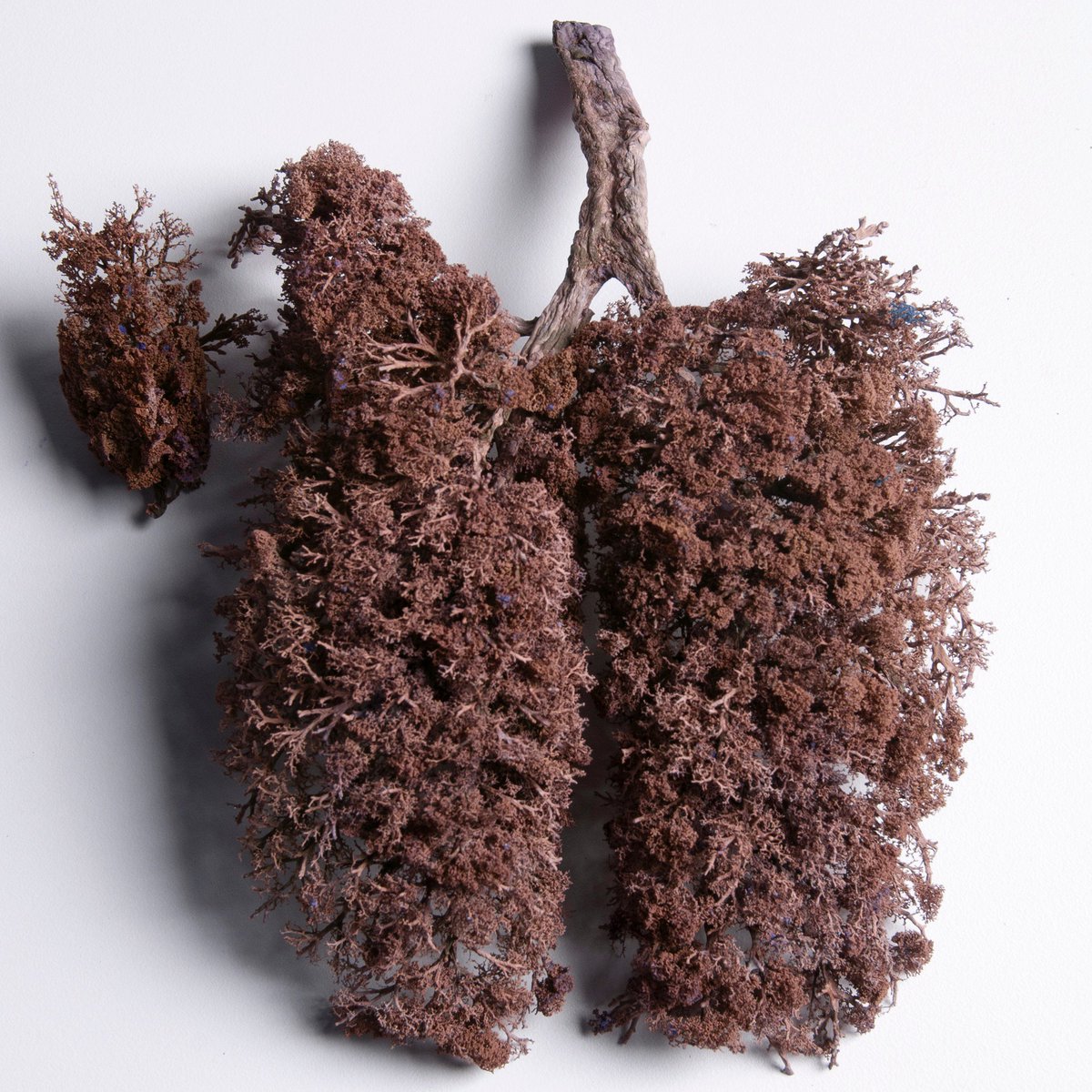 goldcomputing's tweet photo. Best xmas present ever: DOG LUNGS is a mixtape of music made by 3rd year #MusicComputing students @GoldsmithsUoL https://t.co/LBcWXzRBWv @GoldsmithsMusic @phreeduh @hacksmiths https://t.co/QlPQMdRFW0