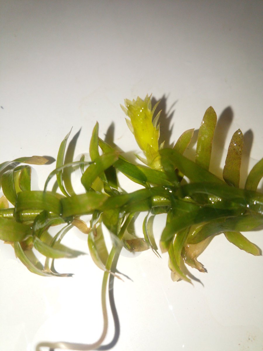 な No Twitter アナカリス切れ端観察 12日目 新芽がぐんぐん成長中 いつの間にか右のやつからも根が伸びてる 前回入れた肥料か直射日光を避けた効果か分からないけど 葉の色抜けは止まった感じ W アナカリス 成長観察