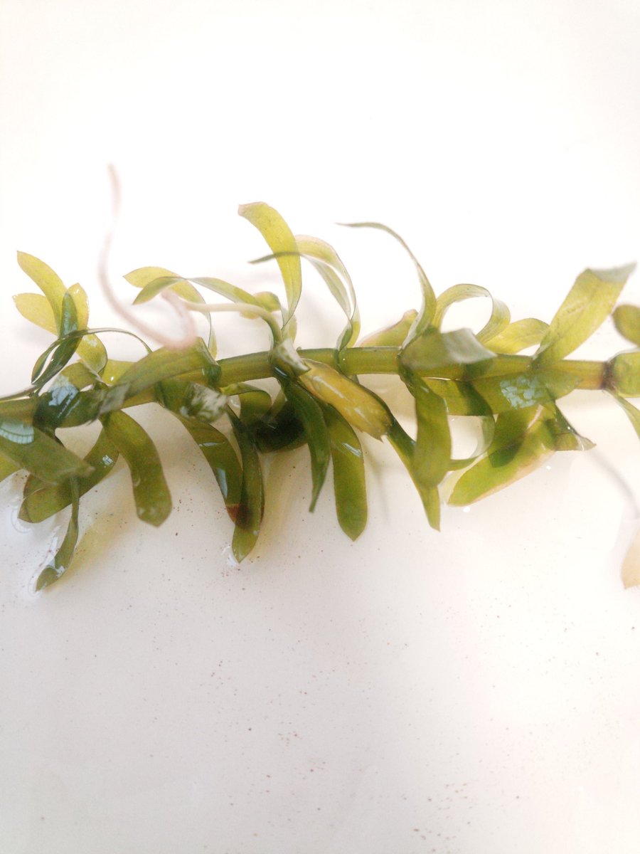 な No Twitter アナカリス切れ端観察 12日目 新芽がぐんぐん成長中 いつの間にか右のやつからも根が伸びてる 前回入れた肥料か直射日光を避けた効果か分からないけど 葉の色抜けは止まった感じ W アナカリス 成長観察