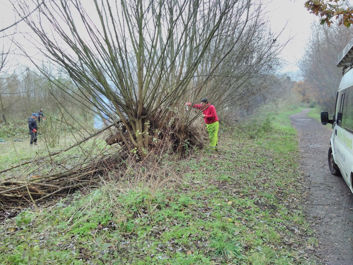 TCVCroydon's tweet photo. This week we were coppicing Willow and re-laying the hedge around the lake at South Norwood Country Park – with a small bonfire to keep us warm at lunchtime https://t.co/RQgzUfZ4El