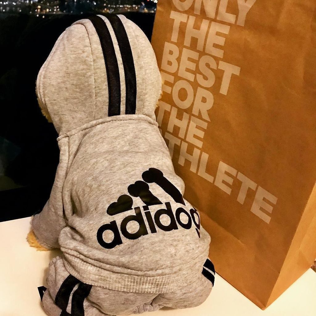 littlepetplanet's tweet photo. Onesie time 🐶 #adidog #dogonesie  #dogjumpsuit #dogclothes #dogsofinstagram #littlepetplanet https://t.co/2B8qbROKf8 https://t.co/WItJeJYubd