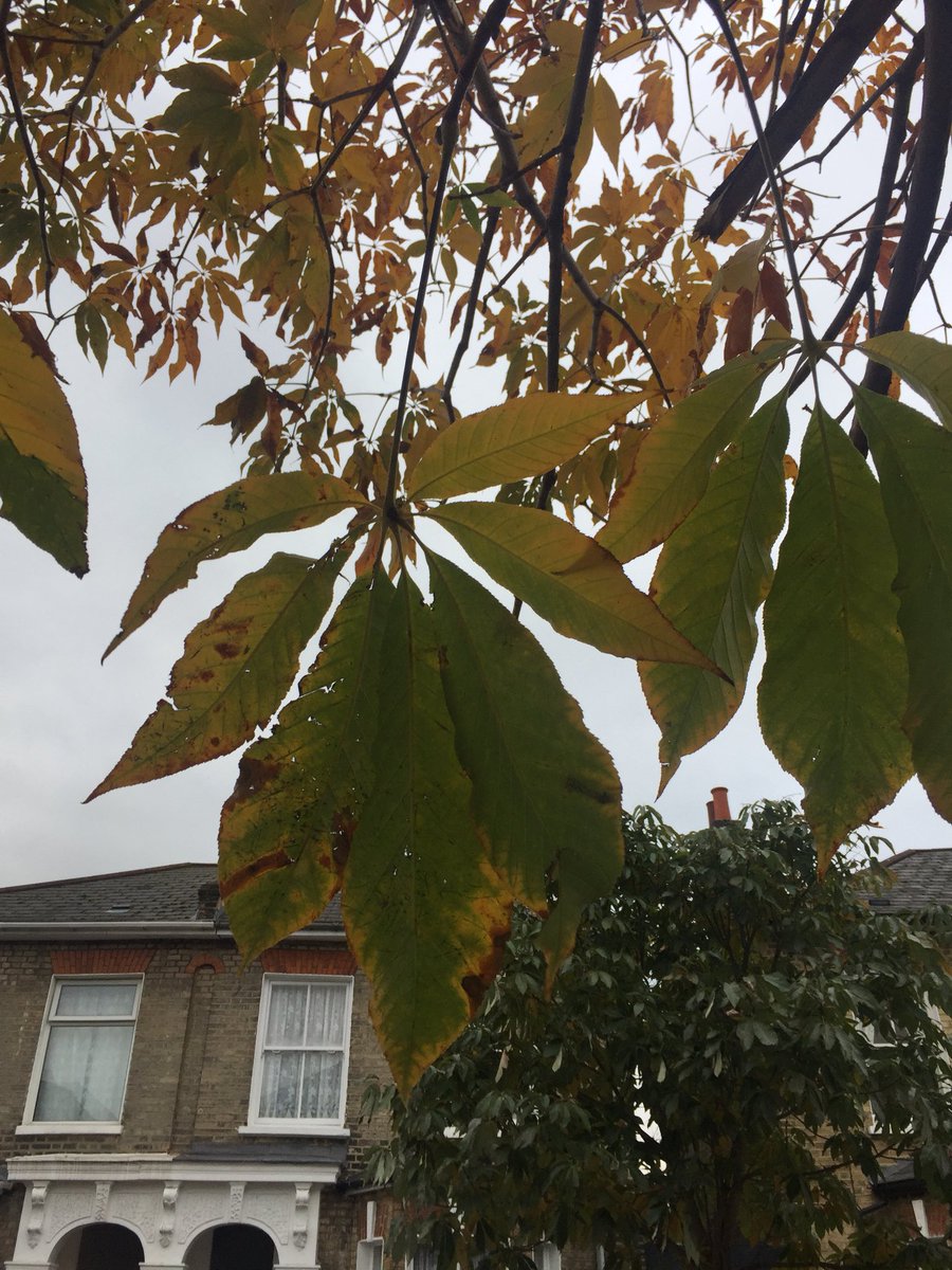 LibertyColeman_'s tweet photo. @kewgardens please can someone tell me what tree this is? Conker family maybe? Spotted this one in East Dulwich area. https://t.co/VdqzINJhLz