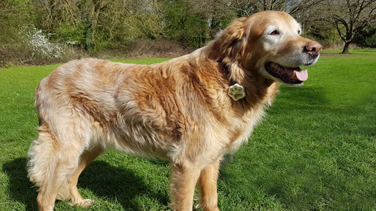HugMyPet's tweet photo. A dog isn't just for Xmas! Yet sadly owners lose their dogs, and some never return. So, this year buy a present your dog-friendly friends and family will never forget. Get the best Dog GPS Tracking Collar using this Xmas Gift Voucher https://t.co/SJgI9BgtID https://t.co/cUd4KDaMrD