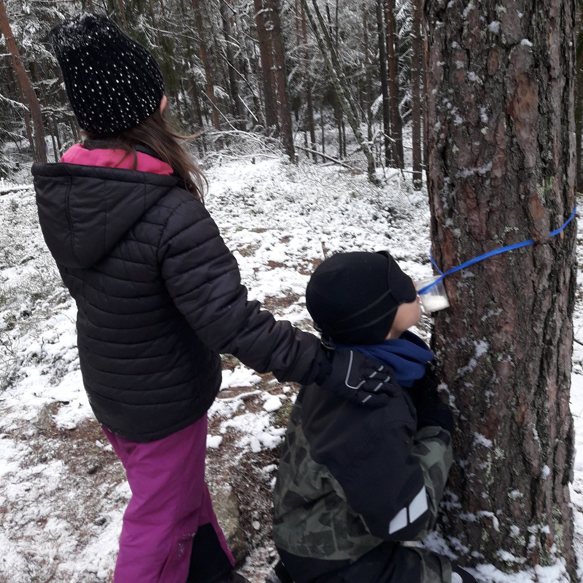 KrpfpHelena's tweet photo. För att förstärka #sinnet #lukt tar vi bort sinnet #syn. #upplevelsebaseratlärande #utomhuspedagogik #äventyrspedagogik #Kronoparksskolan #Kronoparken #sinnen #attlärainute #skola #Karlstad #Karlstadkommun #ögonbindel #samarbete #leda https://t.co/bUr9LZ8nea
