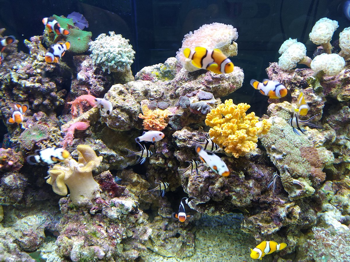 KemenkoInfra's tweet photo. #sahabatmaritim melihat ikan hias berenang cantik nan manjah di aquarium bisa meredakan stress lho.. #Nusatic2017 @ ICE BSD, Tangerang 1-3 Des 2017 https://t.co/3DQmQvioIU