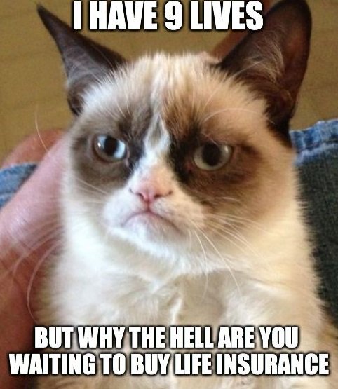 policyxcom's tweet photo. Listen to the grumpy cat. Get your life insurance today- https://t.co/QeMMx0ngPd
#insuranceinindia #buylifeinsurance #compareinsurancepolicy #freeinsurancequote #lifeinsurance #buyinsuranceonline https://t.co/A98LcRC45m