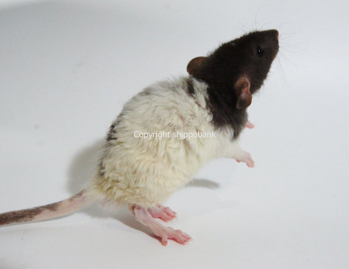 Cute Pet Rats With Dumbo Ears created on Craiyon, image size:1200x925