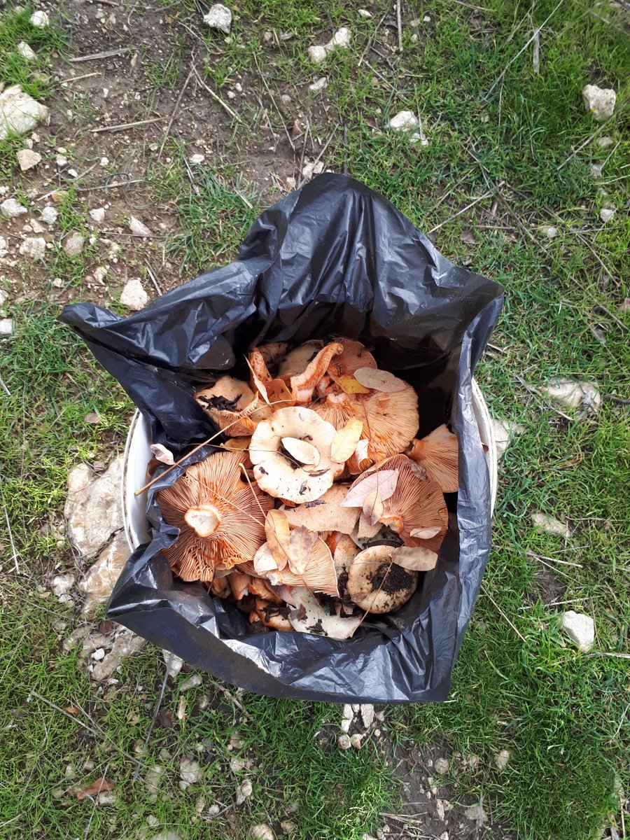 Birazda mantar toplayalım.