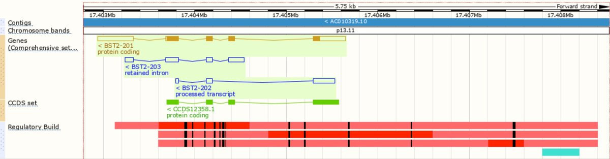 ensembl's tweet photo. Promoters & a CTCF in the region of #Geneoftheweek BST2 aka #HIV restriction factor #tetherin #WorldAIDSDay #WorldAIDSDay2017 https://t.co/oj5WR6dL39 https://t.co/oniueOqzgg