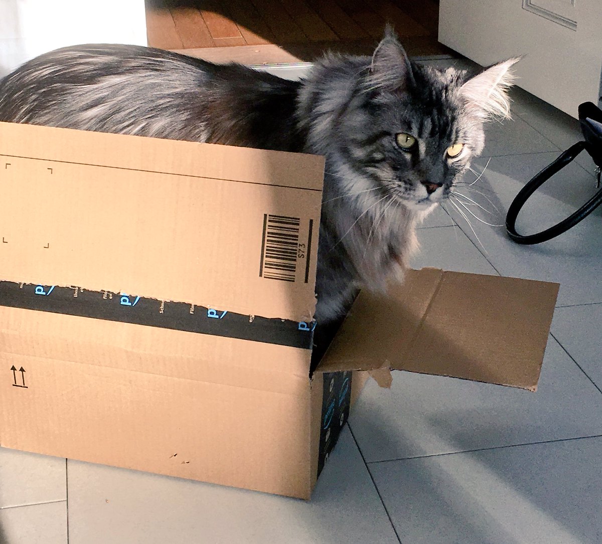 MontyandB's tweet photo. Love an amazon prime delivery! #AmazonPrime @AmazonUK #catlovers #box https://t.co/kUG2ZHPQTU