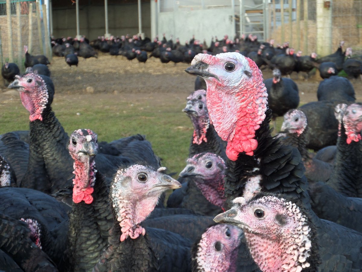 Fazers2stun's tweet photo. #BuyMyTurkey
Use the NFU Turkey Finder to obtain the best local #ChristmasTurkey 
https://t.co/z6nw2V5s7j https://t.co/o87ATzpius