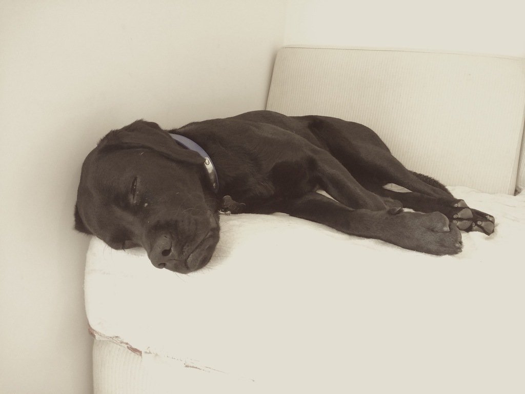 markbiwwa's tweet photo. THE HARDEST WORKING MEMBER OF THE SYSTEMATO TEAM, BAR NONE ❤️🐶 #agencylife #remoteceo #doggyboss #pupmaster #labradog #blacklabsmatter #labsatwork #fridayfeeling https://t.co/cab57yZfOB https://t.co/nv3jIyJGBn