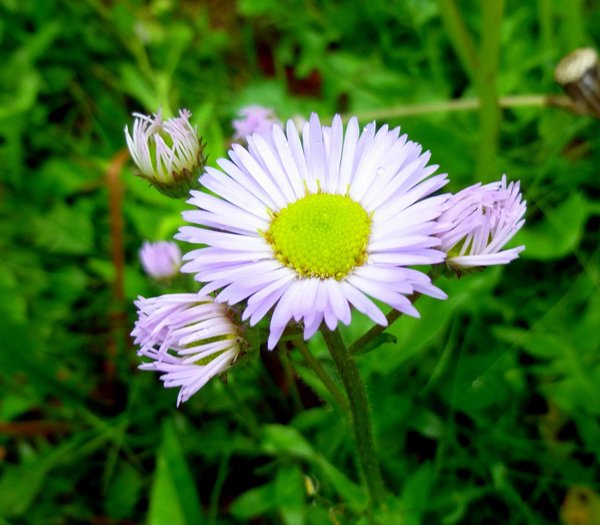 すべての美しい花の画像 ユニークハルジオン 花言葉