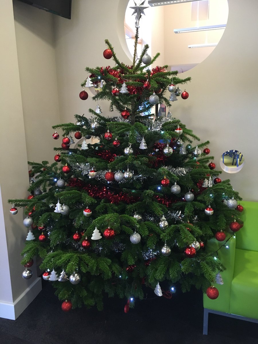 BurlishPark's tweet photo. Thank you to @davidsnurseries , Worcester for donating this beautiful Christmas tree. https://t.co/PaTfenyWUp