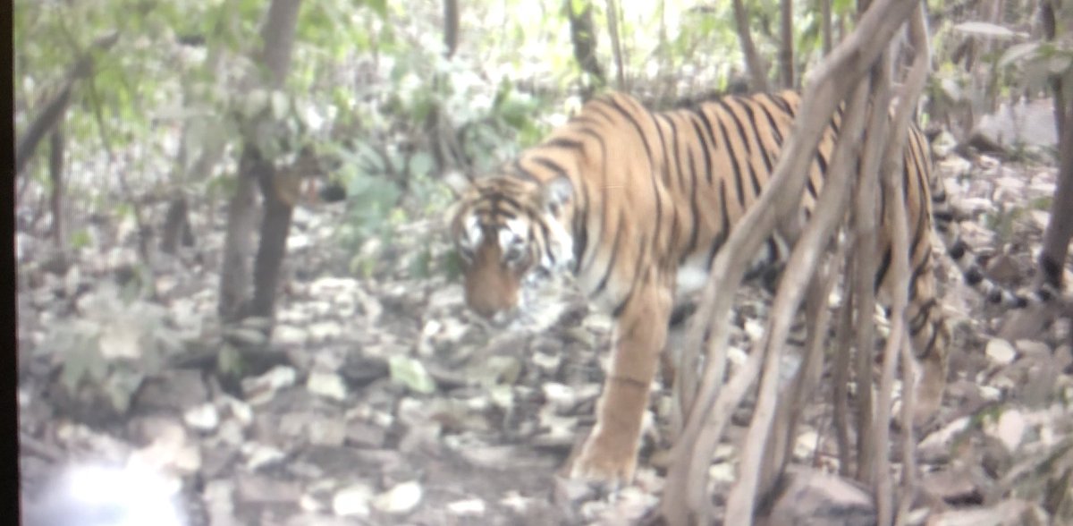 Nice to meet you too , Mr Sher Khan !