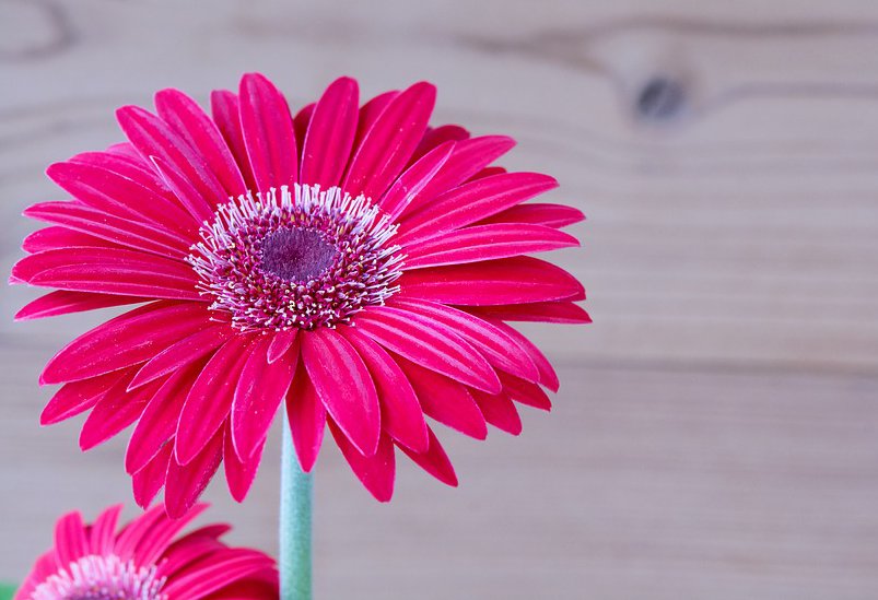 世界の花図鑑 ガーベラ 大きな花を咲かせるガーベラ 品種改良によって生み出されたものが数百種ほどあるといわれています 花言葉は 常に前進 世界の花図鑑 ガーベラ 大きな花を咲かせるガーベラ 品種改良によって生み出されたものが数百種ほどあるといわれています 花言葉は 常に前進