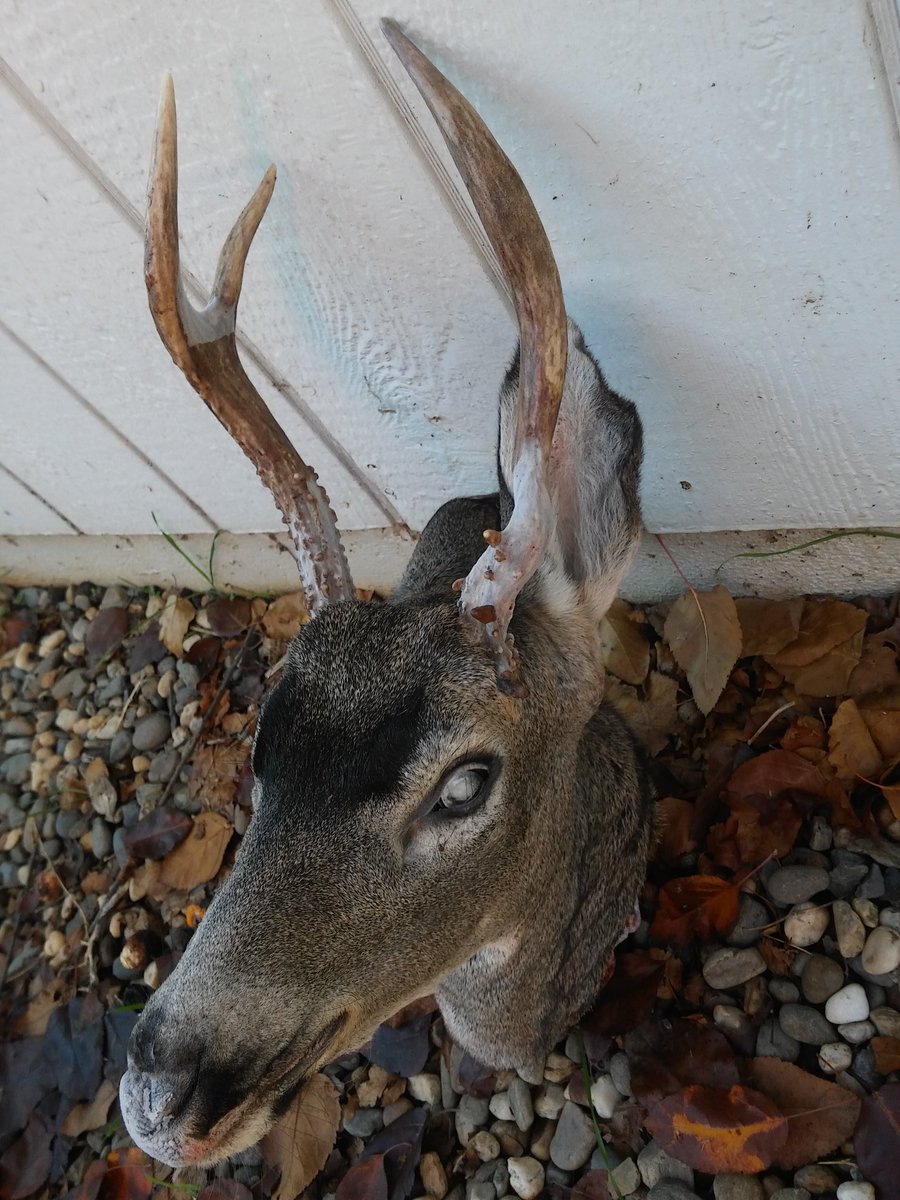 JerrysLlc's tweet photo. #WhatGetsYouOutdoors @Mathews_Archery @axisarrows #axisarrows https://t.co/atvqGyyUov