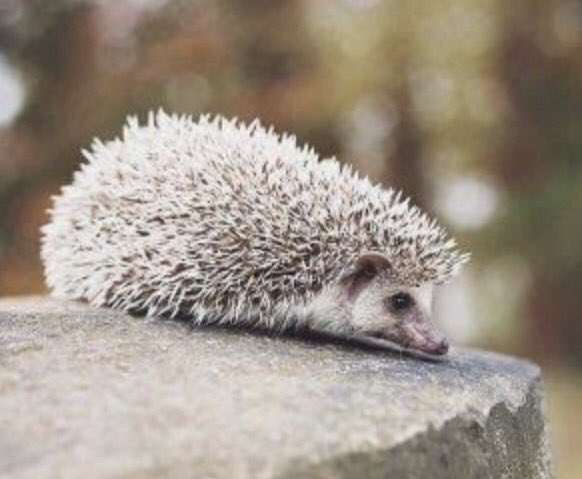 YummyHound's tweet image. We have a new adorable but spikey new face by the name of Snuffles the #Hedgehog 🖤

Coming soon to #UrbanPawsUk #PetCasting agency 📚 

#AnimalHire #AnimalAgency #AnimalModelling 🐾🖤