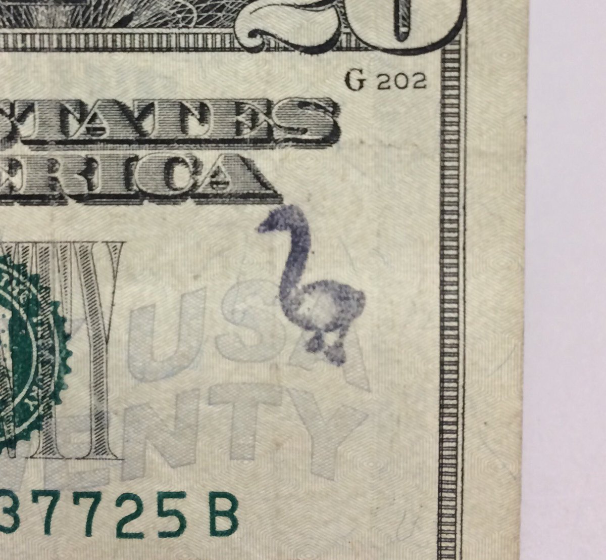 Mon3yshots's tweet photo. goose #chopmark #money https://t.co/X49eUcCI1g