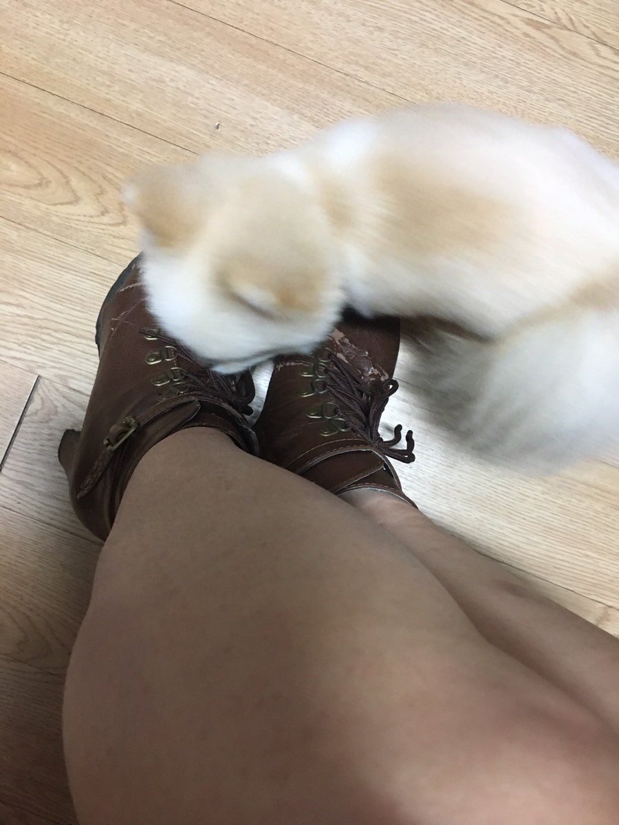 starking4989's tweet photo. 라인 starking4989 부츠판매 합니다.냄새 나요 https://t.co/OiJPCFm7ZB