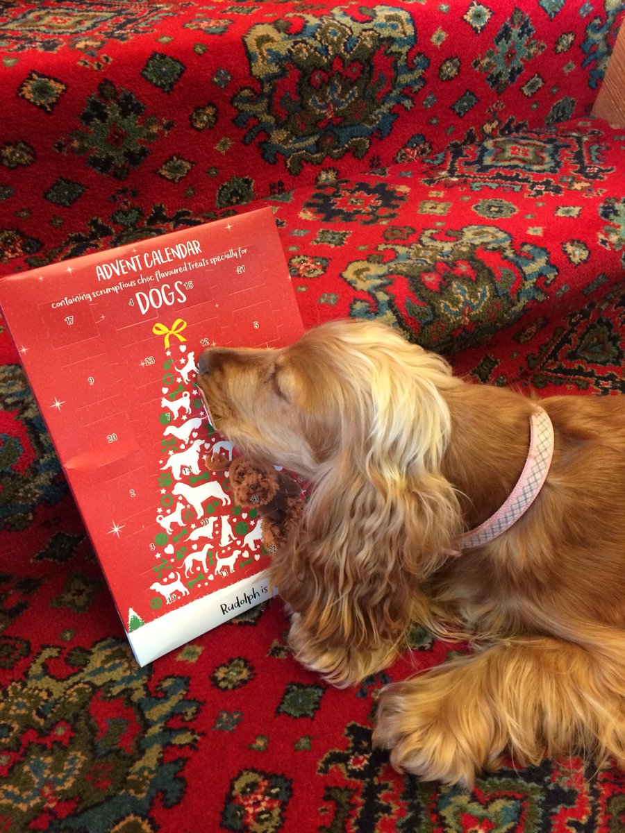 fipeg23's tweet photo. My pup is opening her advent calander &amp; Fairytale of NewYork is playing in the background. CHRISTMAS is coming!! 🎄🐶🎁 https://t.co/lTS5x5RmCa