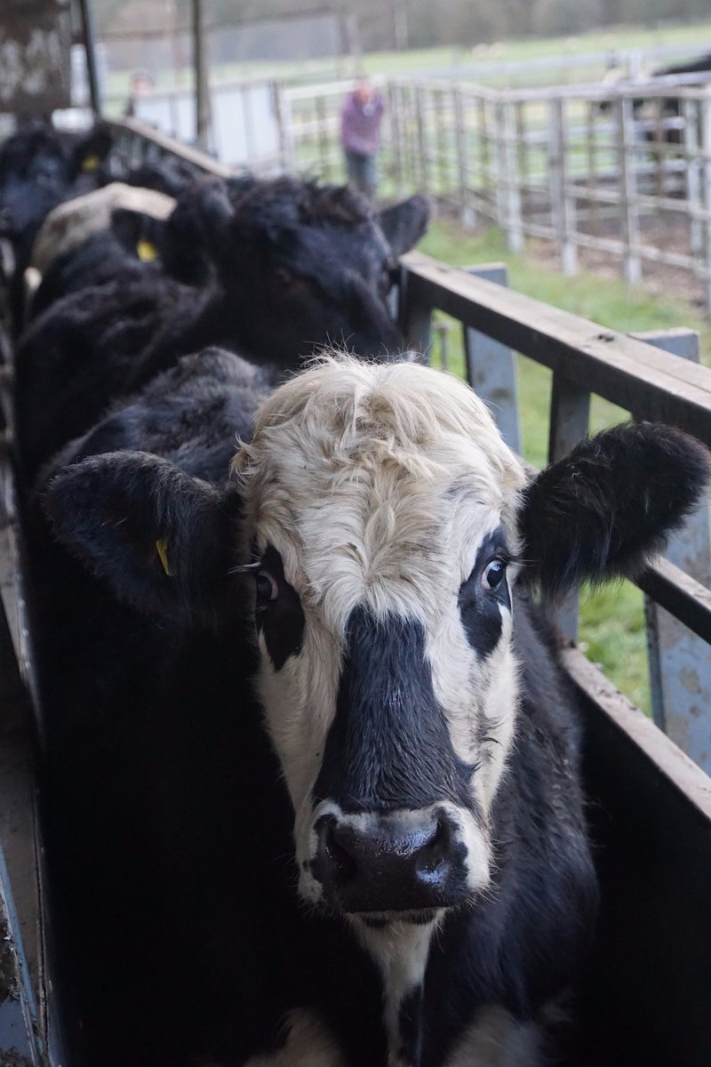 Rhug_Estate's tweet photo. TB Testing on the farm today with our local veterinary practice, Wern Veterinary Surgeons #farming #afarmersworkisneverdone 
Testio TB heddiw ar y fferm gyda Milfeddygon Y Wern. https://t.co/uDH5Z92axA