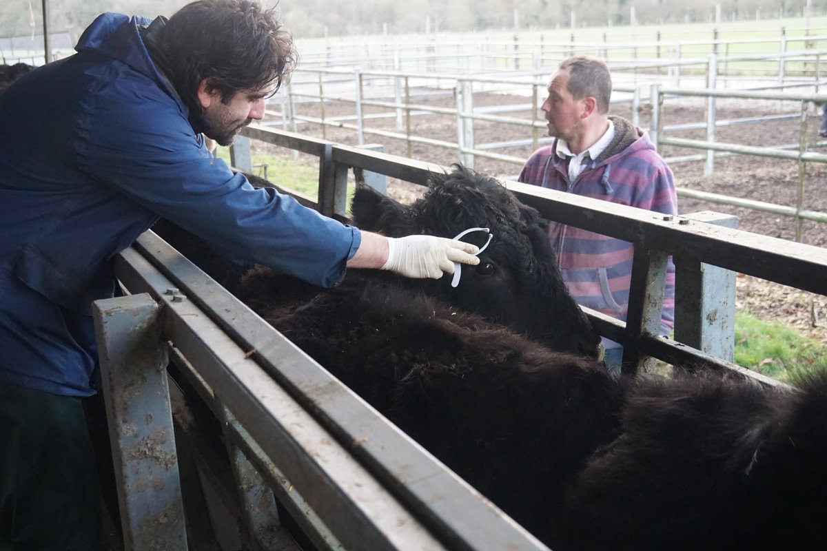Rhug_Estate's tweet photo. TB Testing on the farm today with our local veterinary practice, Wern Veterinary Surgeons #farming #afarmersworkisneverdone 
Testio TB heddiw ar y fferm gyda Milfeddygon Y Wern. https://t.co/uDH5Z92axA