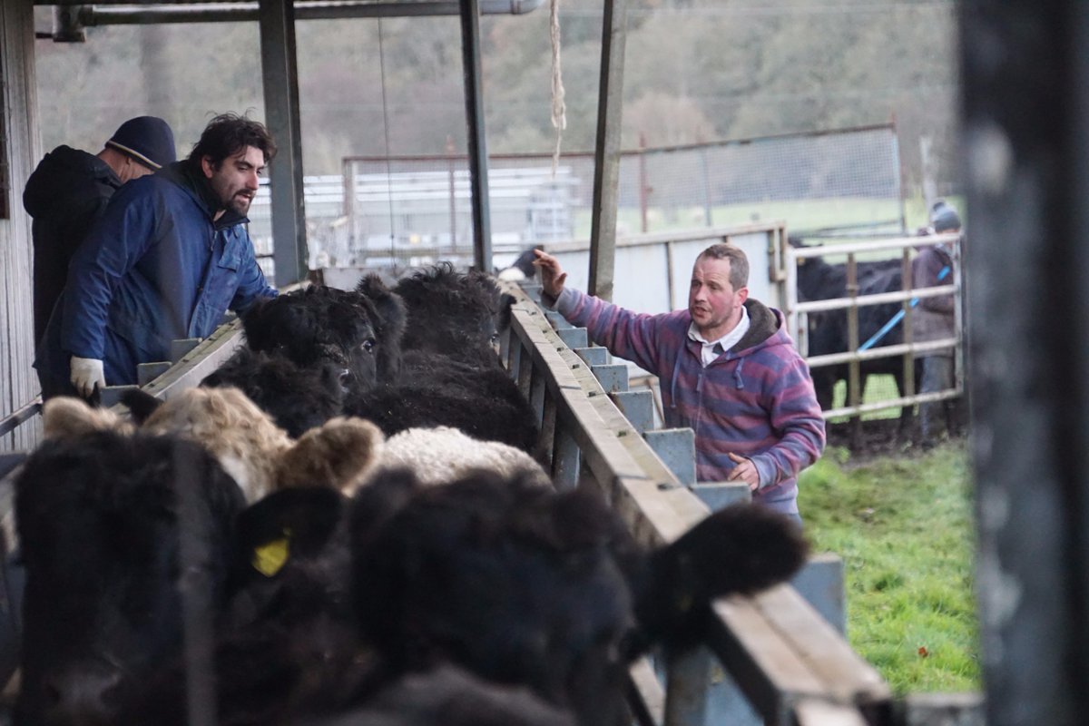 Rhug_Estate's tweet photo. TB Testing on the farm today with our local veterinary practice, Wern Veterinary Surgeons #farming #afarmersworkisneverdone 
Testio TB heddiw ar y fferm gyda Milfeddygon Y Wern. https://t.co/uDH5Z92axA