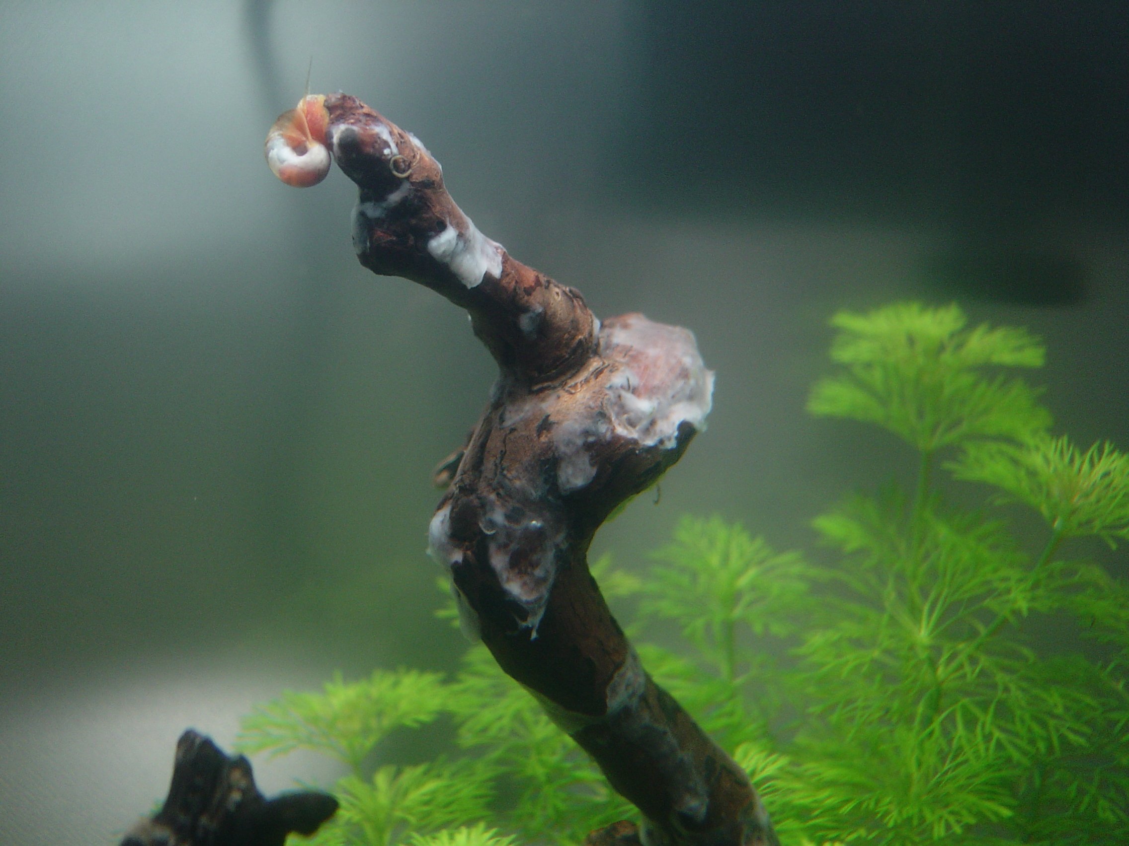 Marsh 明るい色の流木から水カビのようなモヤモヤが出て来ました これはブランチウッドではありませんが こういう色の流木 は水カビが出やすいですね オトシンが居れば2 3日で食い尽くしてくれますが この水槽は無加温なので入れることが出来ません