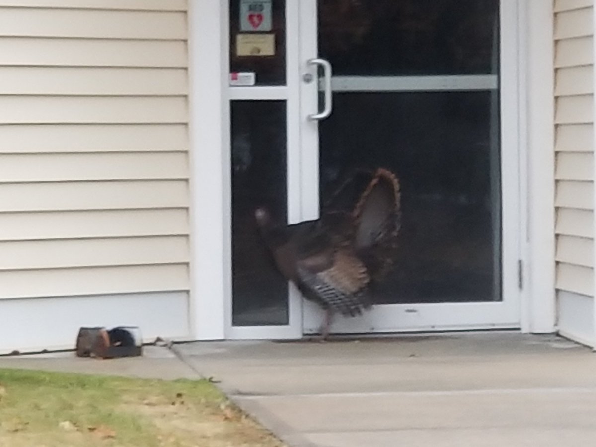 When the turkeys are literally waiting for you when you get to your office. @NHChurches