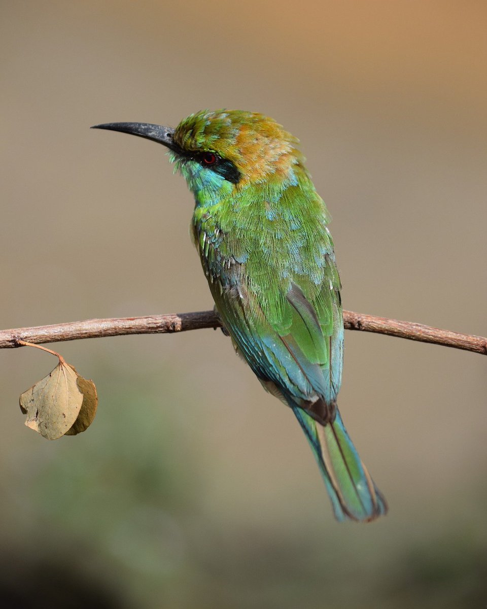 Notttbee's tweet photo. ©️Canon70D_Click
Green be eater
#greenbeeater #canonclick #canon70d #canon #embilipitiya #srilanka #birds #birdphotography #birdsclick #natural #nature #natureclick #originalclick #birdsphoto #birdsphotography #travellife #travelingphotography #canonphotographer https://t.co/aMqiz82e31