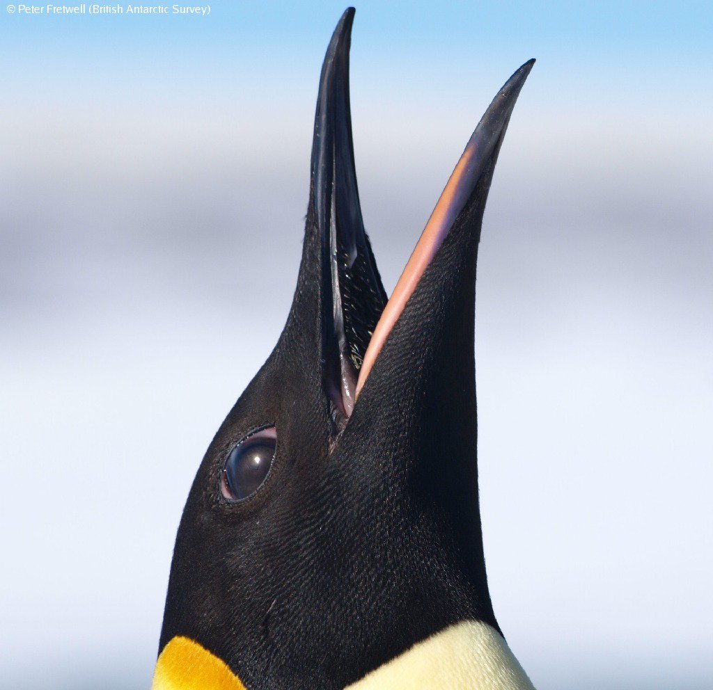 British Antarctic Survey 🐧 tweet media