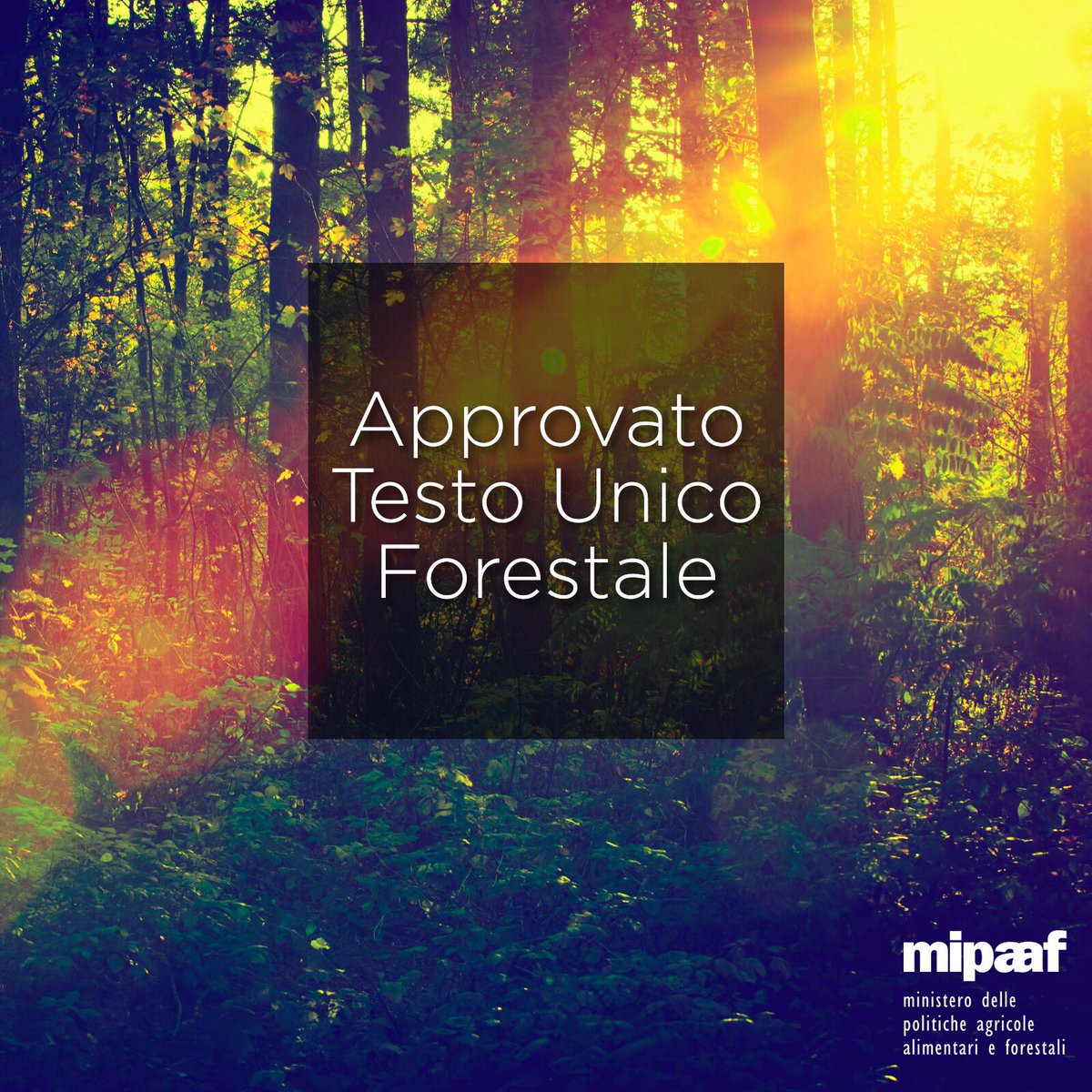 maumartina's tweet photo. Dopo 17 anni arriva il Testo unico #forestale. Uno strumento essenziale per tutelare e valorizzare i 12 milioni di ettari di #boschi italiani https://t.co/o6IvWrhIlF https://t.co/4eRFNHX39E