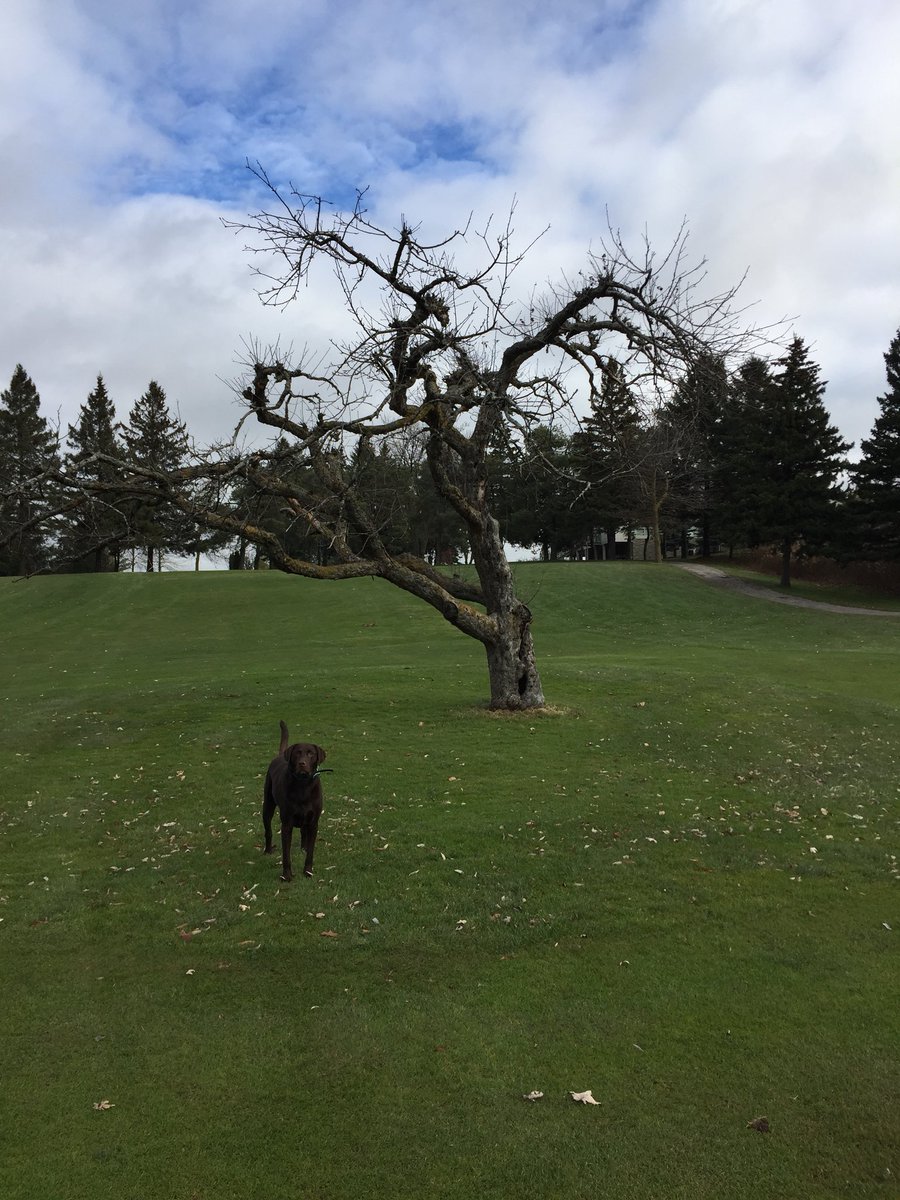 ChadAdamson's tweet photo. Well the Apple tree had to come down after a long fight with golf balls.  9 Vintage won’t be the same but time for change. https://t.co/Eu1Kljn8YC