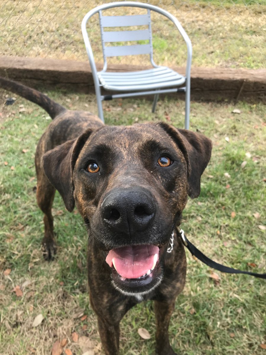 gtownpets's tweet photo. Can you believe this cutie is our 2nd longest-term resident?! Lucy is a 4 year old active Plott Hound mix and she loves to run and play. She even competed in a 5K! $25 to adopt. #adopt #plotthounds #gtownshelter #georgetowntx #brindleisbeautiful #runningpartner https://t.co/9kI1lRW8Hy