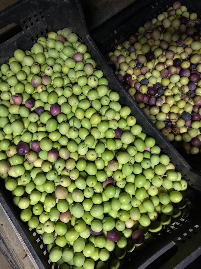 Anahevilla's tweet photo. @auxijleon @CabaEspejo @Maragullo @antceballos @lapoderiofem En plena cosecha de #oroliquido #amor por la tierra y sus #mujeres. Ole #lapoderio, veniros a un desayuno del @gdrguadalhorce y degústais! https://t.co/snBKgrOILD