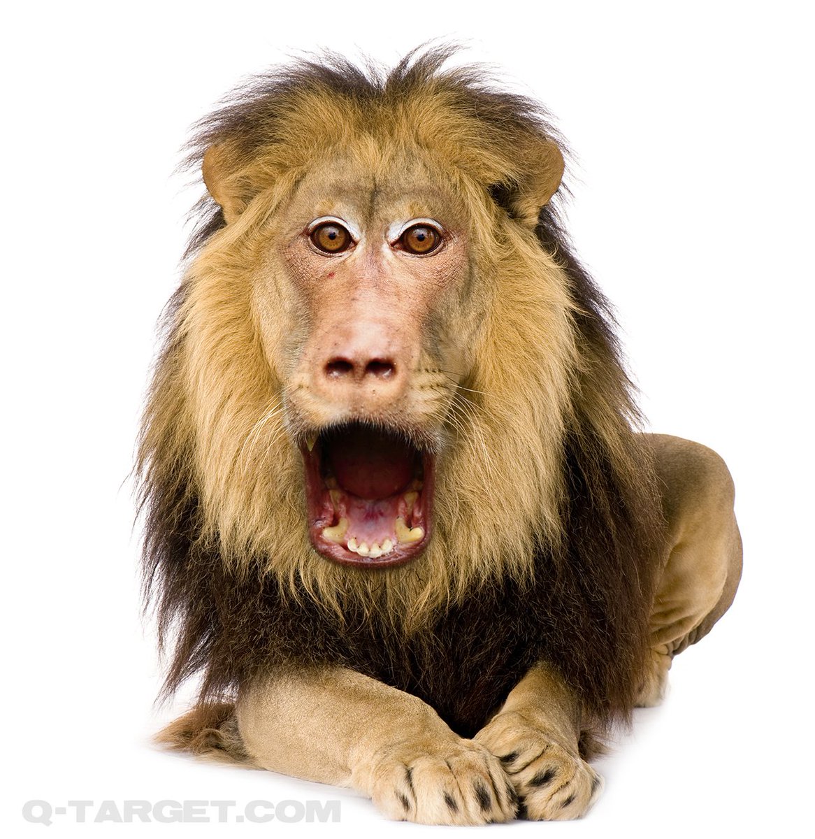 animangles's tweet photo. Say whaaaaat?! #animangles
Visit https://t.co/LvEOgfc9iV for another 179 of these things. https://t.co/teAw2hDSLA
