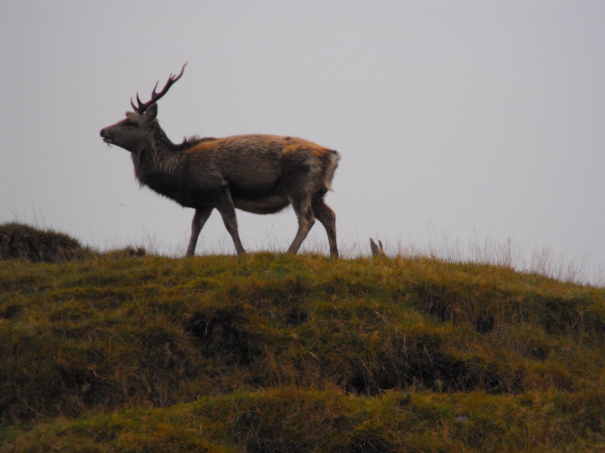 wicklowwild's tweet photo. #rutwatch A few stragglers left in the #wicklowmountains https://t.co/XT5ZeP1rvK