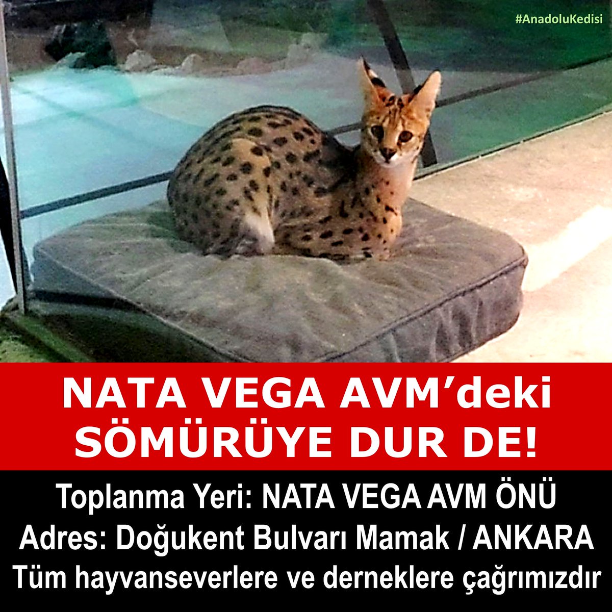 URGENT RT please; Hi, I am a Serval Cat, I live in #Turkey 
I have been imprisoned and displayed in a glass case  in #Ankara department storeb *PLEASE HELP ME !! and forward my message anyone who loves animals and care about them #AnimalRights🍀&gt;<a href="/NataVegaOutlet/">Nata Vega Outlet</a> <a href="/aquavegakvaryum/">Aqua Vega</a>&lt;