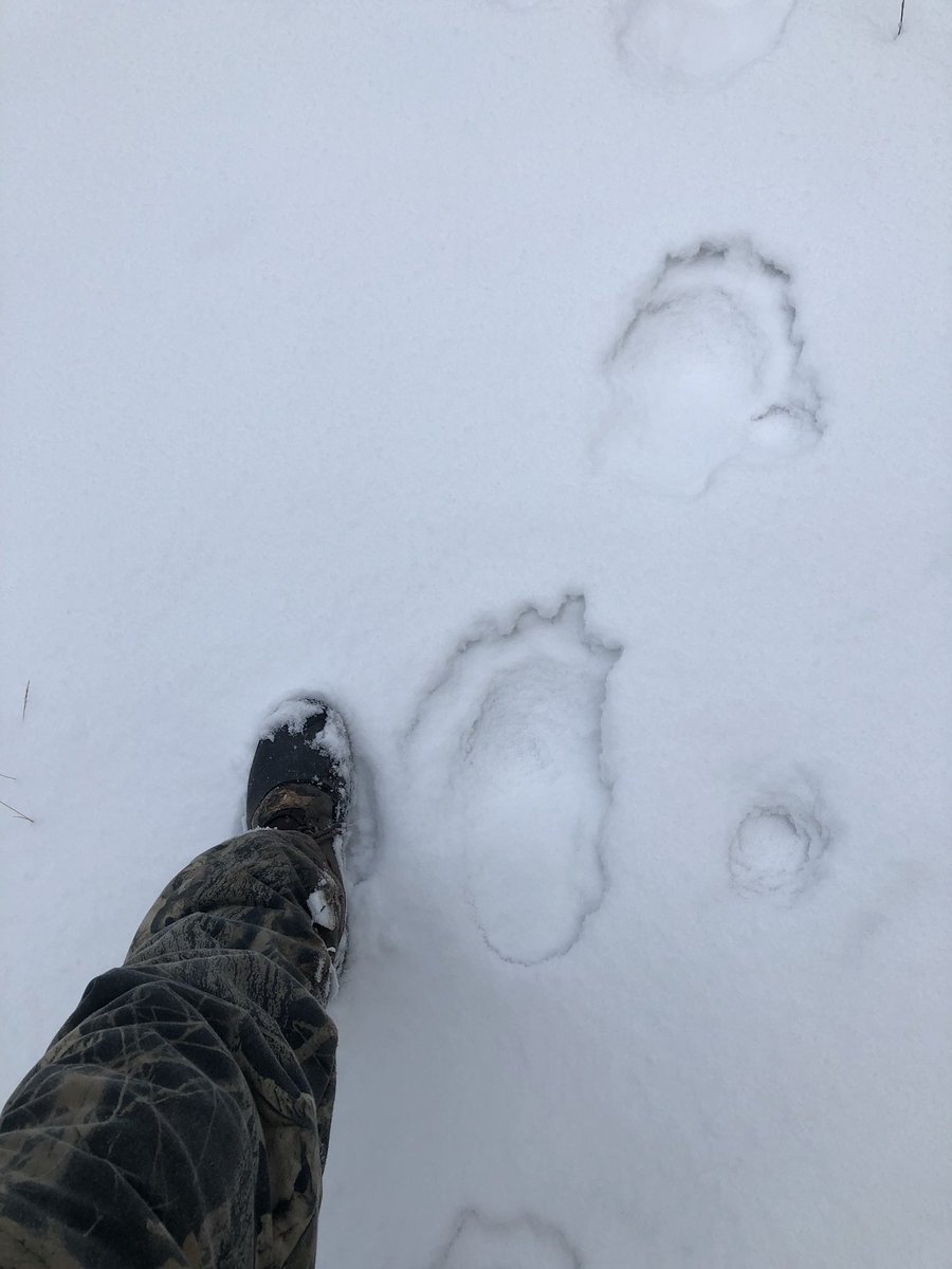 21brandonmace's tweet photo. Came across some big bear tracks hunting this weekend 😳 https://t.co/6ddaBRVkXK